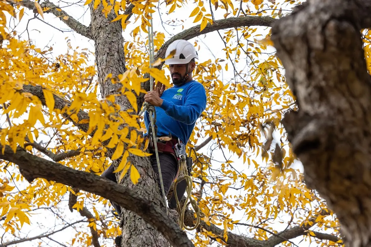 Skilled Tree Planting crew working in Murfreesboro