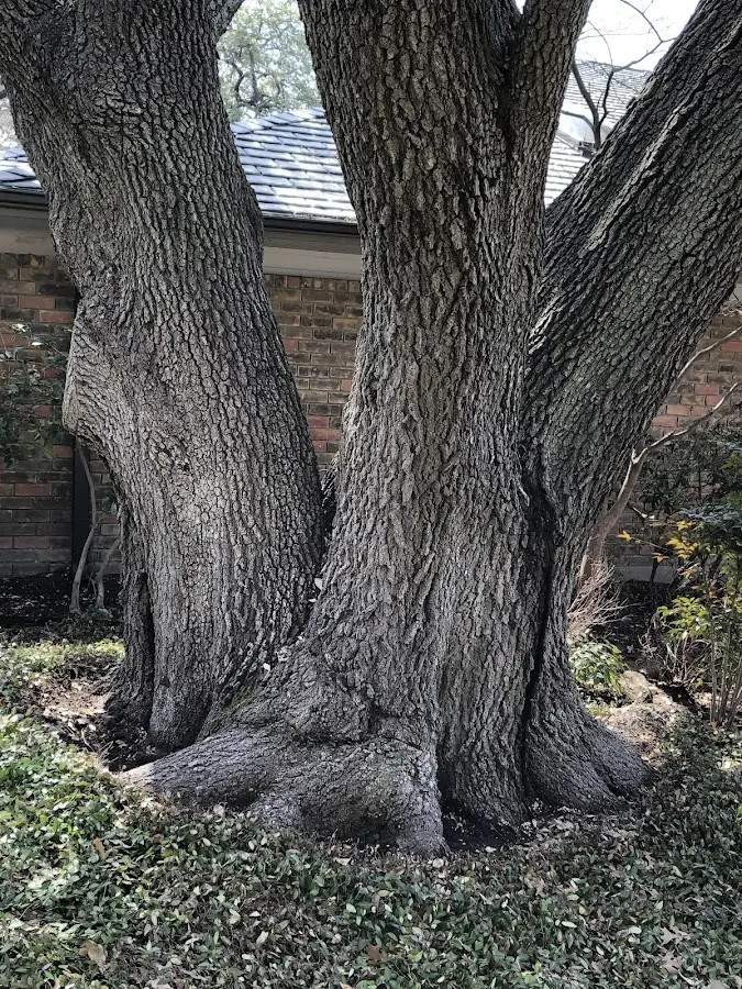 Mature heritage tree close to a Murfreesboro property cared for by certified arborists